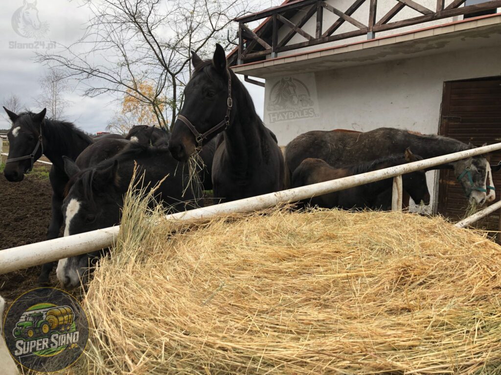 haybales-konie