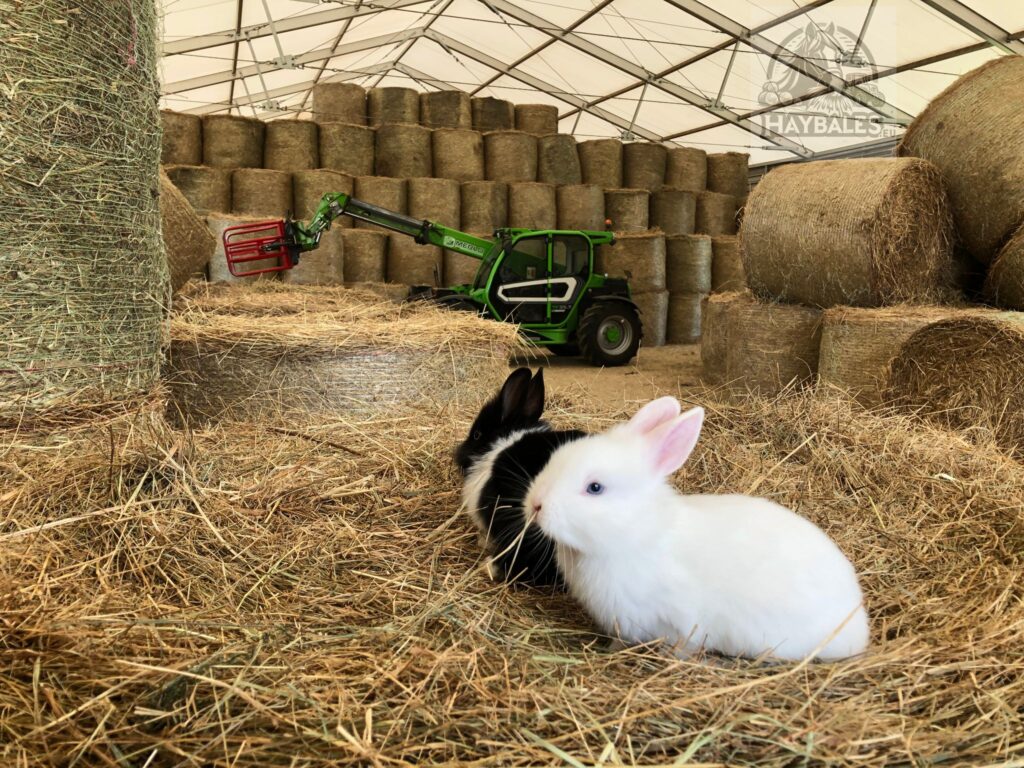 haybales-kroliki